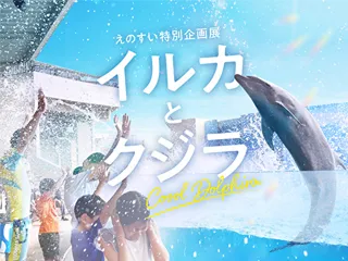 えのすい特別企画展 イルカとクジラ Coool Dolphin