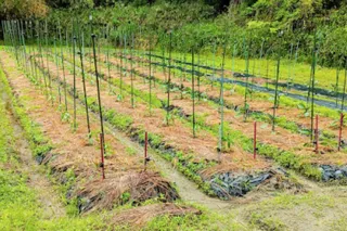 Nara Satoyama SUMMER Campaign 2025! Seasonal Vegetable Harvest Experience & Interesting Trivia Talk and Interaction Event