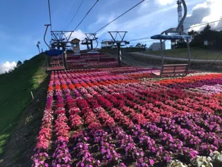 [Flowers & Best Viewing] Chausuyama Kogen 2025 Sanpacens