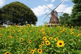 Funabashi Andersen Park "Sunflower Festival"