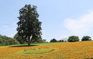 Tottori Flower Park Summer Festival