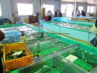 Kaduta Day Market (October)