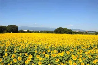 Zama City Sunflower Festival