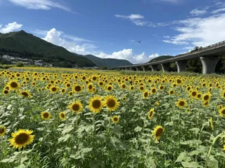 [Flowers - Best Viewing] Reconstruction Sunflowers