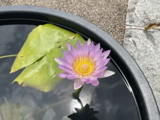 Water Lily Exhibition