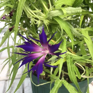 Transforming Morning Glory Mini Exhibition