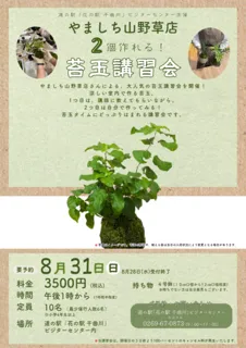 Moss Ball Workshop
