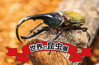 世界の昆虫展
