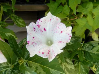 National Museum of Japanese History - Living Plants Garden Special Project 'Traditional Morning Glories'