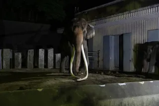 よこはま夜の動物園2025　ナイト金沢ZOO