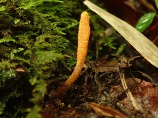 Summer Vacation Free Research Project "Discover and Observe! Winter Insect and Summer Grass"