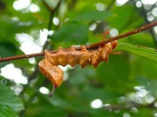 Summer Vacation Independent Research Support Project "Nasu Heisei no Mori Nature Survey - Caterpillar Edition -"