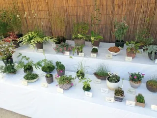 秋の山野草展