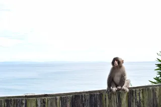 Museum Talk Lite Ver. 'The Sea and Monkeys I Saw'