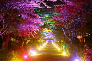 Evening Coolness Summer Light Up ~ A World of Paradise Woven by Light ~