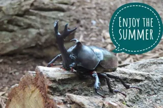 Insect GET! Beetle Hunt!