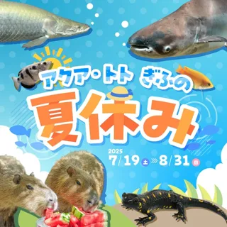 Aqua-Toto Gifu's Summer Vacation