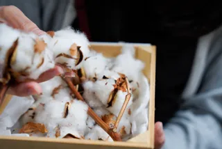Cotton Seed Picking Experience