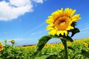 Sunflower Festival 2025