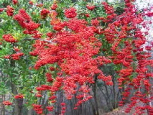 [Flowers in Bloom] Echizen Town Fukui Comprehensive Botanical Garden Plantopia Pyracantha
