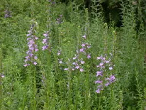 [Flowers in Full Bloom] Echizen Town Fukui Comprehensive Botanical Garden Plantpia Sawagikyō
