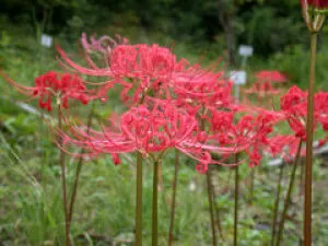 [Flowers in Bloom] Echizen Town Fukui Comprehensive Botanical Garden Plantopia Higanbana
