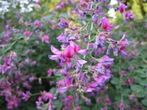【花・見ごろ】越前町立福井総合植物園　プラントピア　ハギ