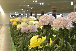 2025さっぽろ菊まつり（第63回）