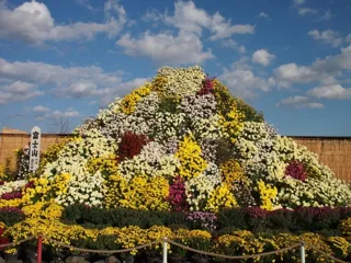 第74回 小山市菊花大会