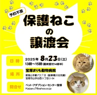 保護ねこ譲渡会 in 宝塚