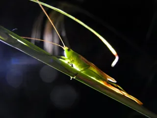 鳴く虫を聞く夕べ＆子どものための昆虫観察会