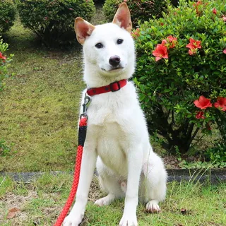 Hiroshima Prefectural Animal Protection Center Puppy & Junior Dog Raising Consultation Meeting (September)