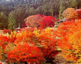 【紅葉・見ごろ】勝尾寺