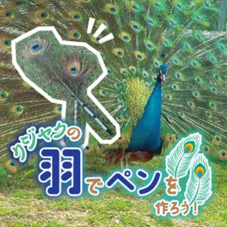 Let's make a pen with peacock feathers!