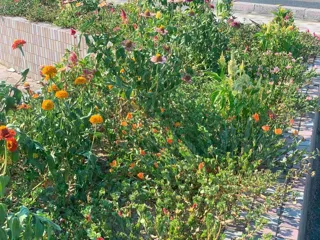 Shin Omiya River "Summer Flower Bed Planting and Maintenance 2025"