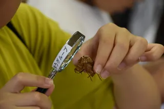 Gather! Cicada Shell Research Team