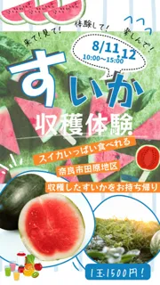 Watermelon Harvest Experience