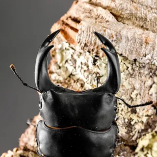 Stag Beetle & Rhinoceros Beetle Festival