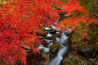 【紅葉・見ごろ】花園渓谷・猿ヶ城渓谷