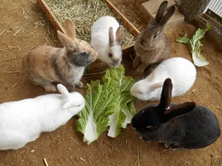 飼育係とおはなしサタデー ～ウサギやテンジクネズミについてのお話～