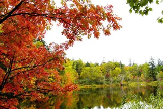 【紅葉・見ごろ】松山湿原