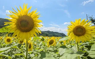 上郷町のひまわり畑