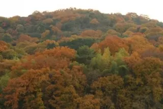 【紅葉・見ごろ】甘南備山
