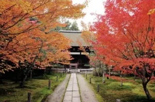 【紅葉・見ごろ】一休寺