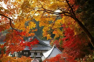 【紅葉・見ごろ】柳谷観音 楊谷寺