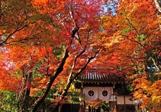 【紅葉・見ごろ】光明寺