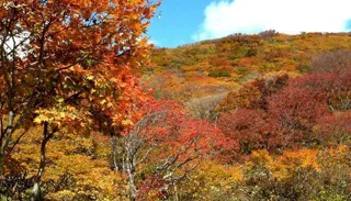 [Autumn Foliage - Best Viewing] Oosado Skyline