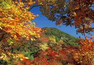 【Autumn Foliage - Best Viewing】Momiji-yama