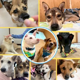 保護犬ふれあいイベント