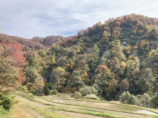 【紅葉・見ごろ】留守原の棚田